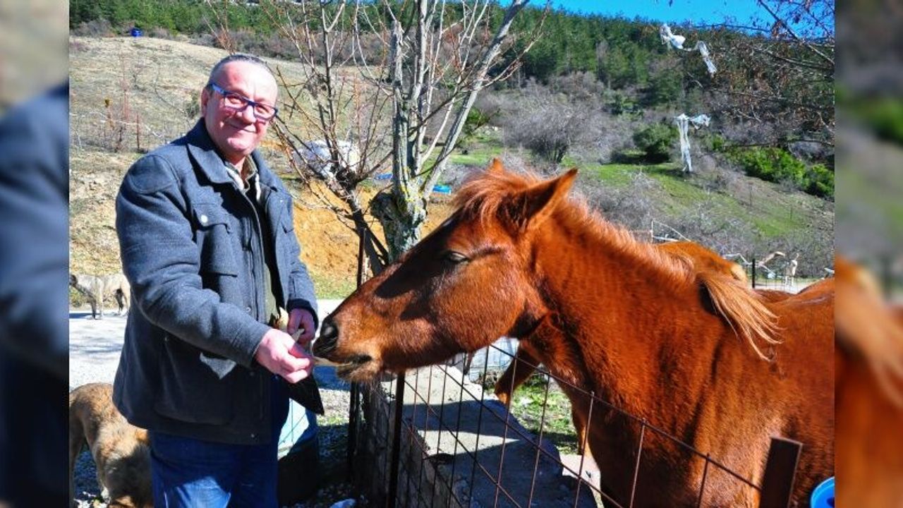 Spil'in yılkı atları, onun yolunu gözlüyor