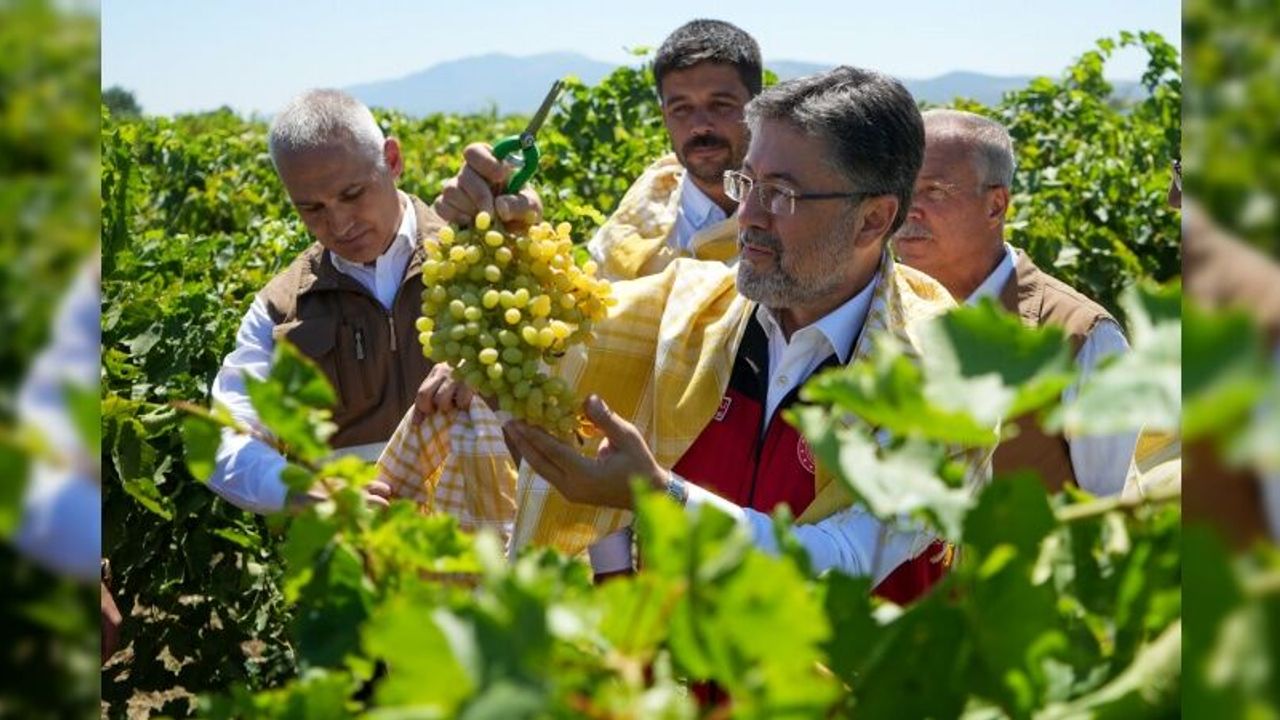 Bakan Yumaklı Manisa’da üzüm hasat etti