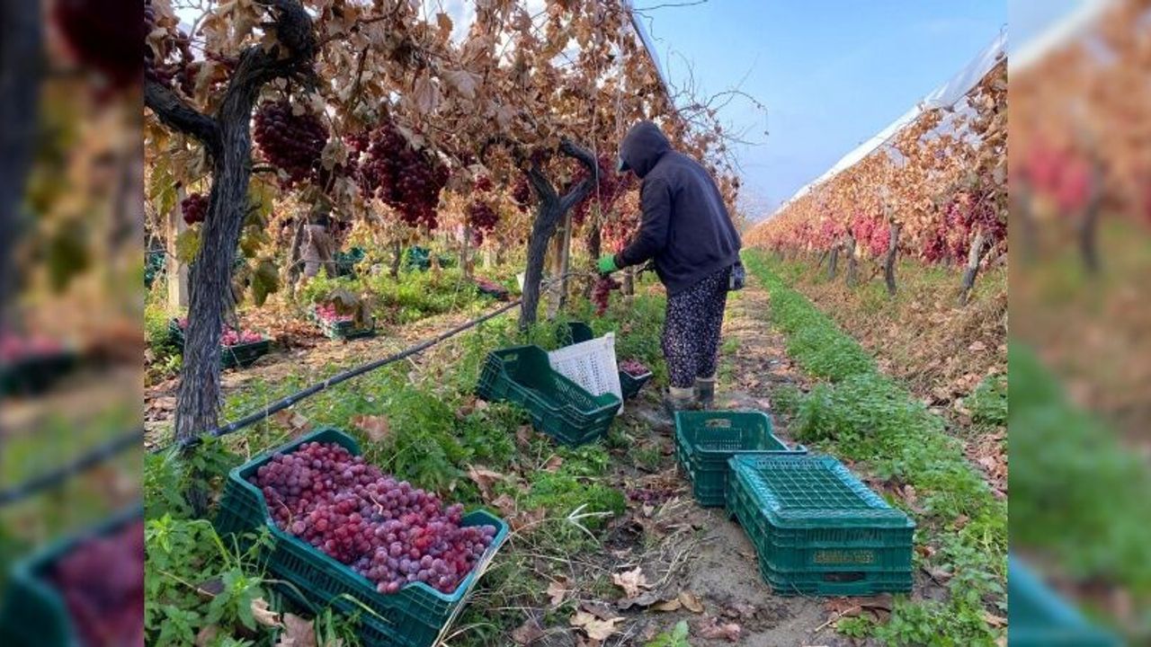 Kış geldi, Sarıgöl’de üzüm hasadı devam ediyor