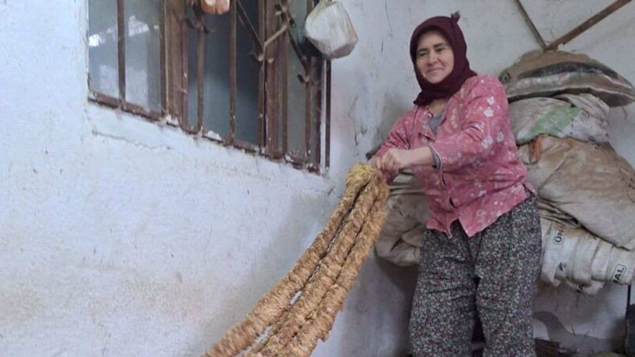 Manisalı kadın üretici organik tütün yetiştirmeye devam ediyor