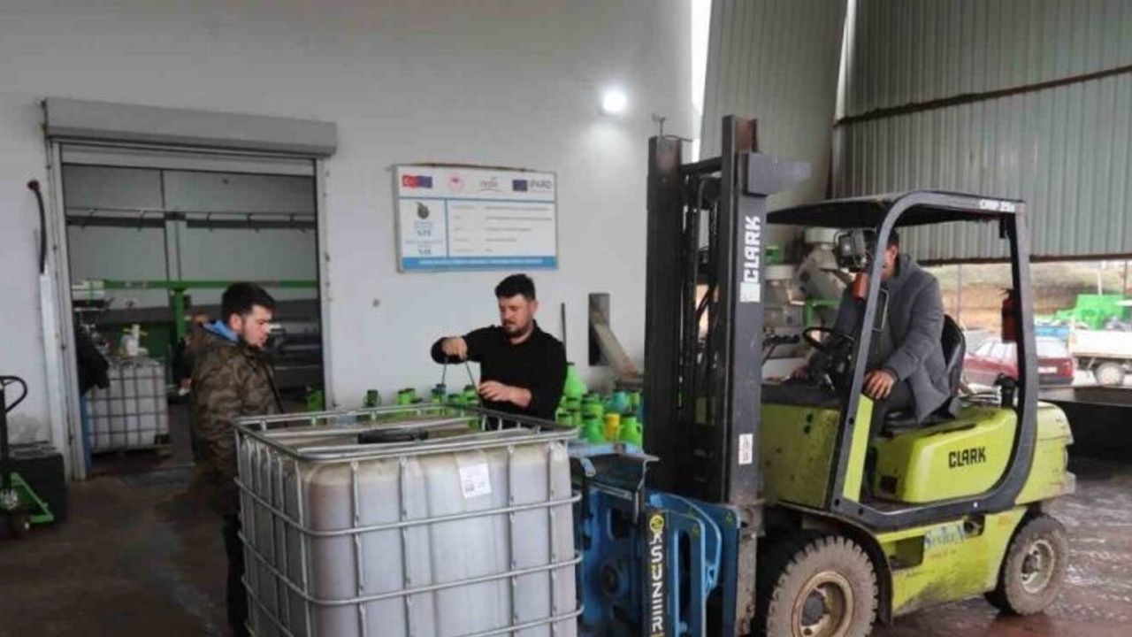 Park ve bahçelerdeki zeytinler ihtiyaç sahipleri için zeytinyağına dönüştürüldü