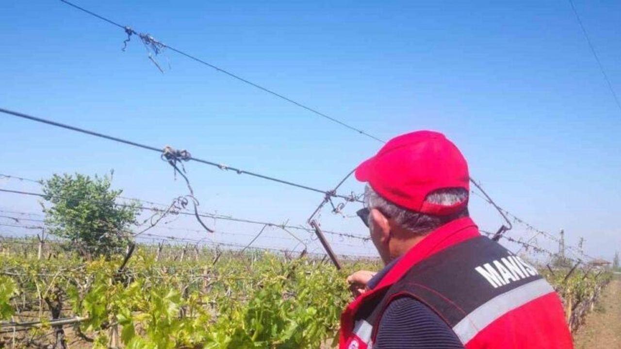 Don afetinin sadece Sarıgöl’e zararı 2,25 milyar TL
