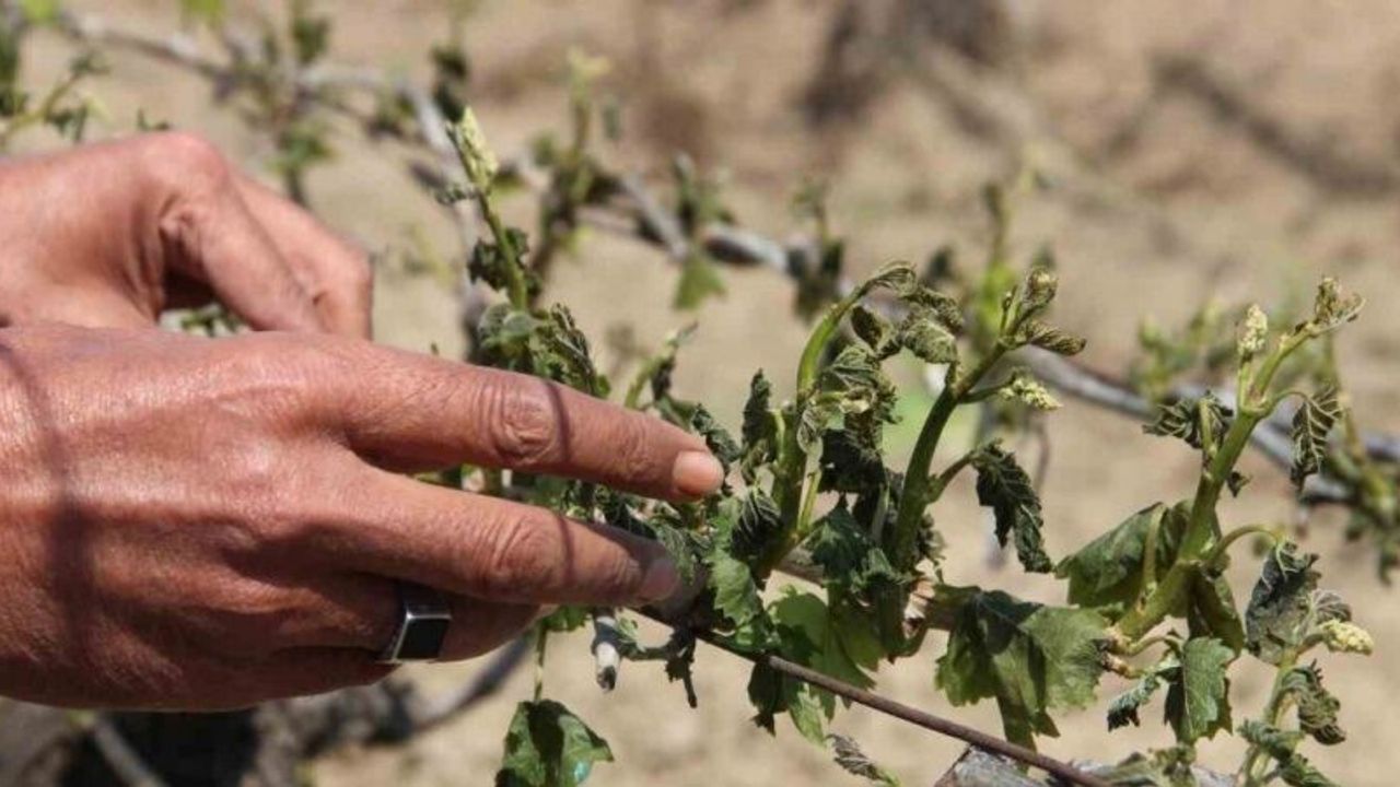 Manisa’da don afeti üzüm bağlarına büyük zarar verdi