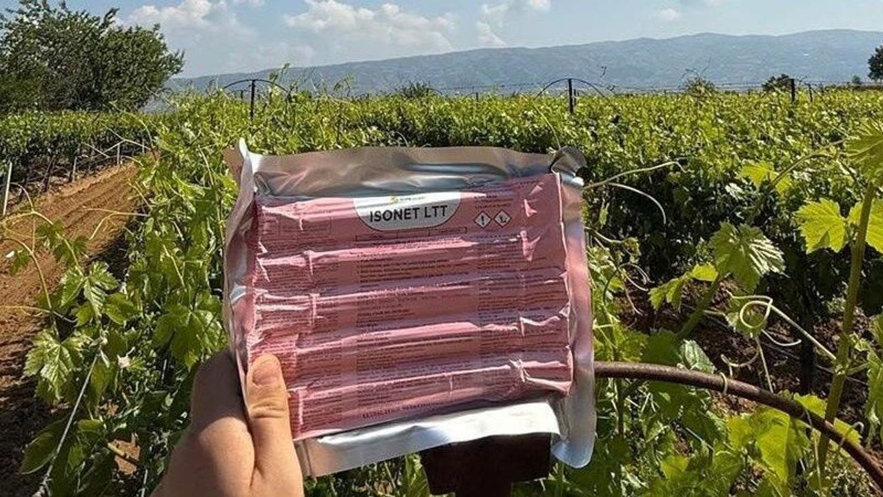 Sarıgöl’de bağlarda Japon tuzağı ile koruma başladı