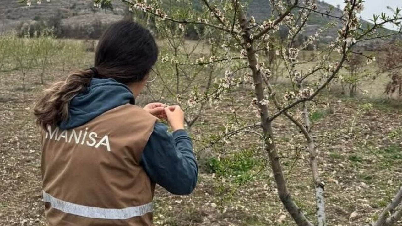 Selendi’de zirai don için hasar tespit çalışmaları başladı