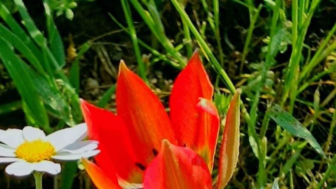 Senede bir kere açıp 10 gün yaşıyor