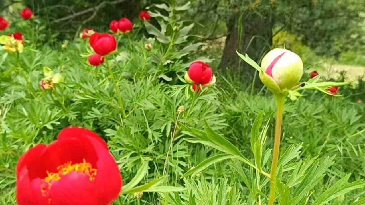 Spil’de şakayıklar açtı: Koparmanın cezası 557 bin 212 TL