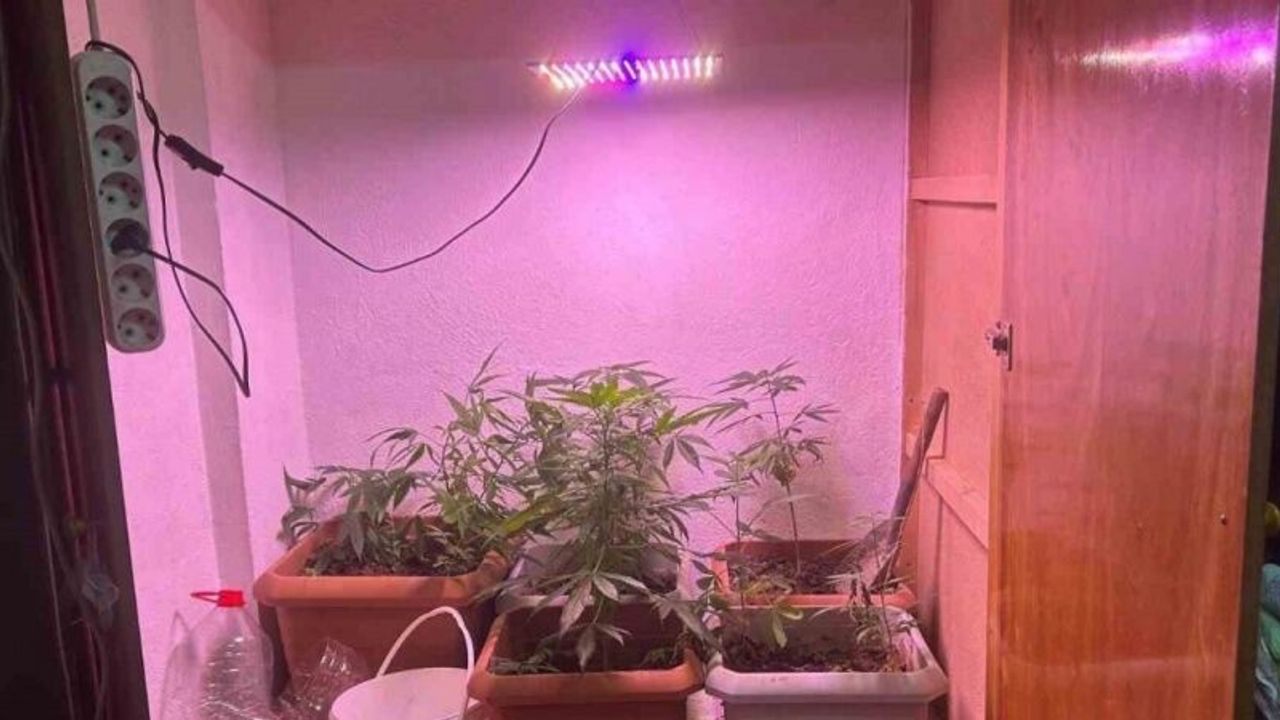 Ev içerisinde kurulu düzende kenevir yetiştiren şahıs yakalandı