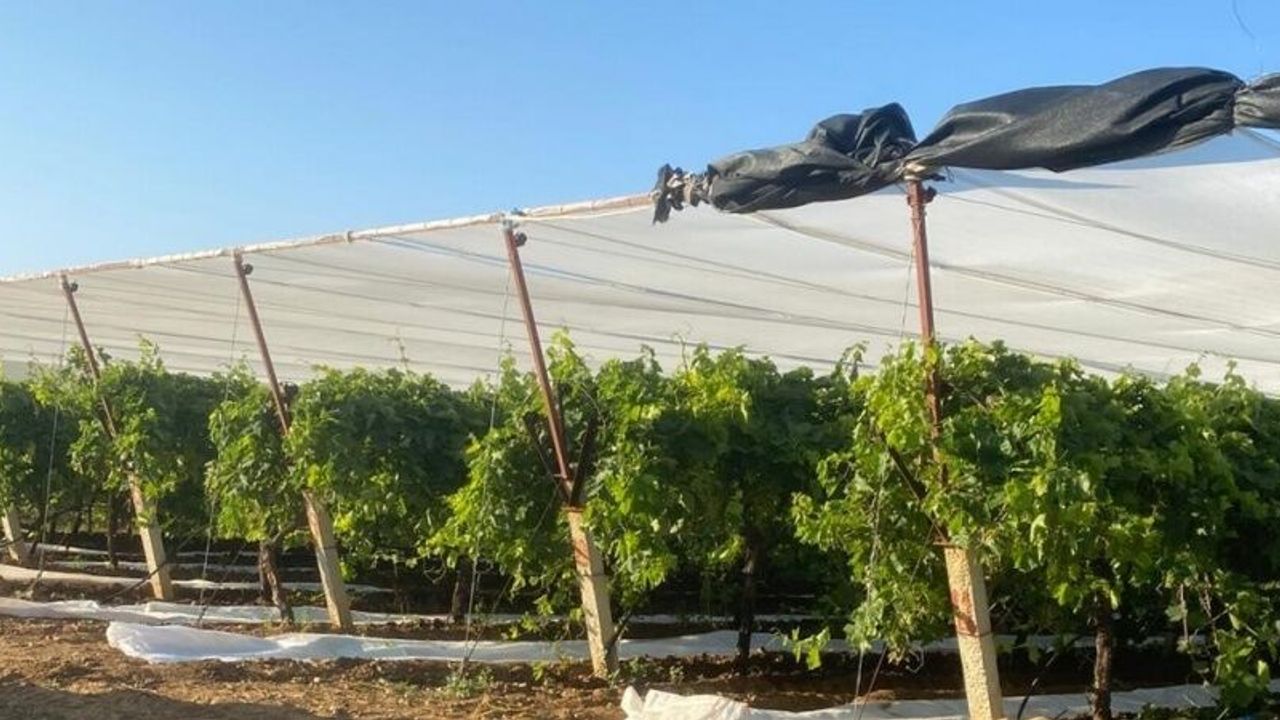 Sarıgöl’de üzüm bağları örtü altına alınıyor