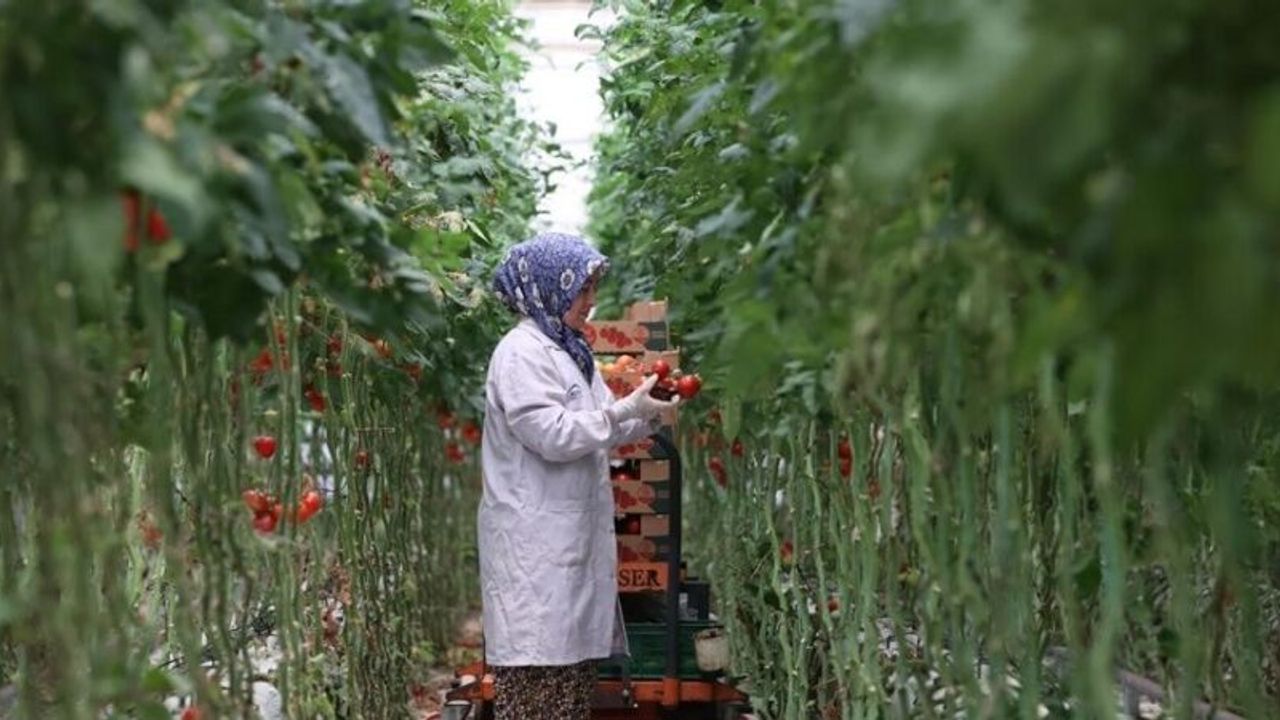 Türkiye’nin jeotermal sera alanı yüzde bin 500 büyüyebilir