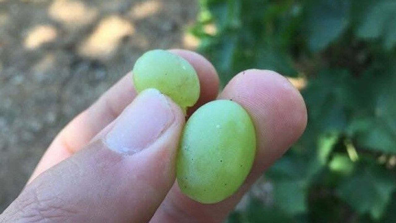 Salihli’de üreticilere kritik uyarı! Salkım güvesi için ilaçlama zamanı