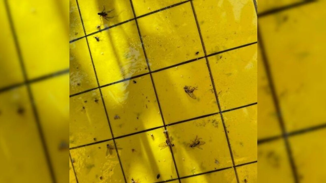 Salihli’de üreticiler ‘zeytin sineği’ne karşı bir kez daha uyarıldı