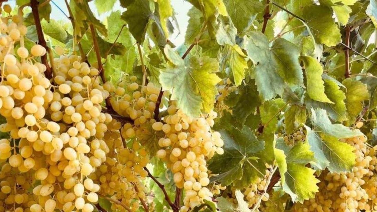 Sarıgöl’ün altın sarısı Sultaniye üzümleri sofralara ulaştırılıyor