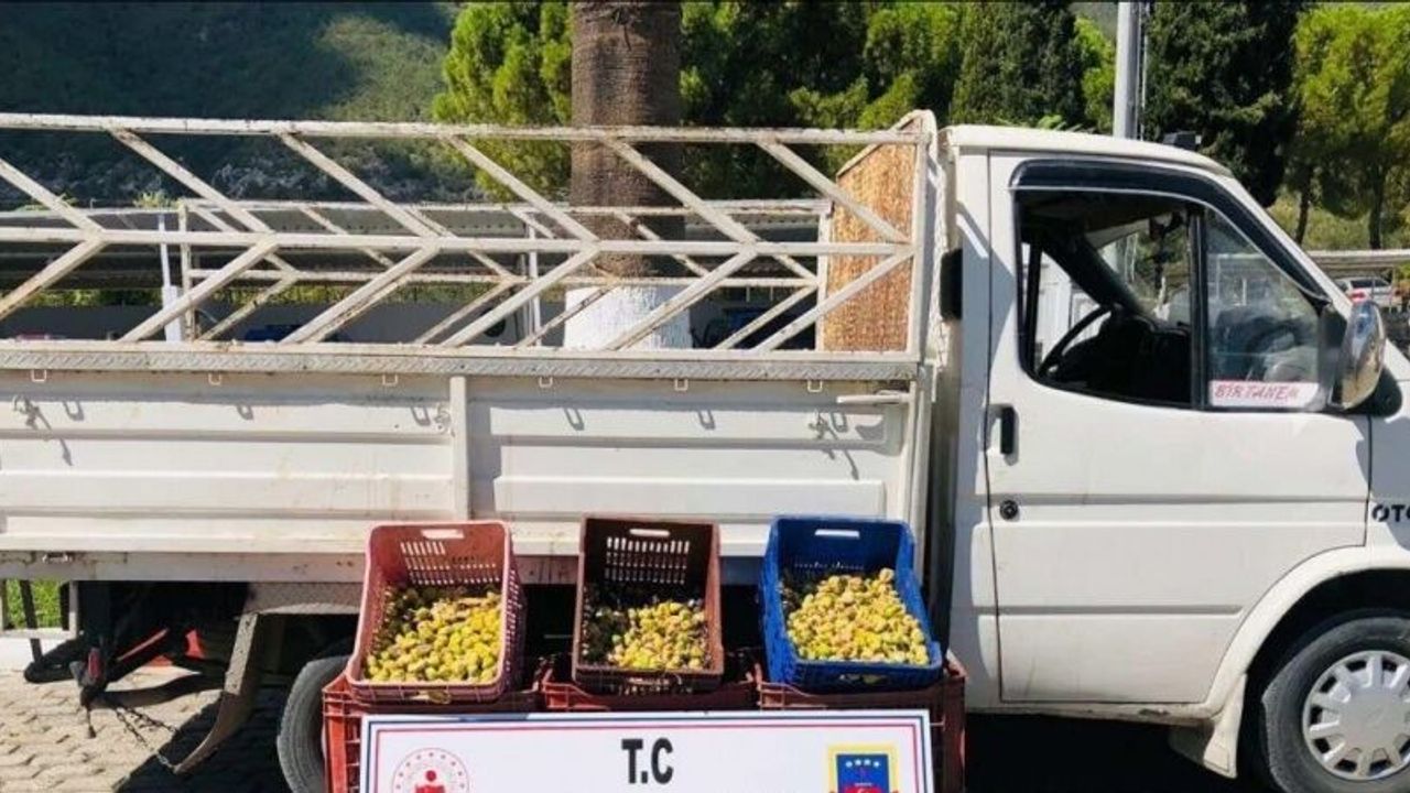 Kırkağaç’ta meyve bahçesinden incir çalan 5 kişi suçüstü yakalandı