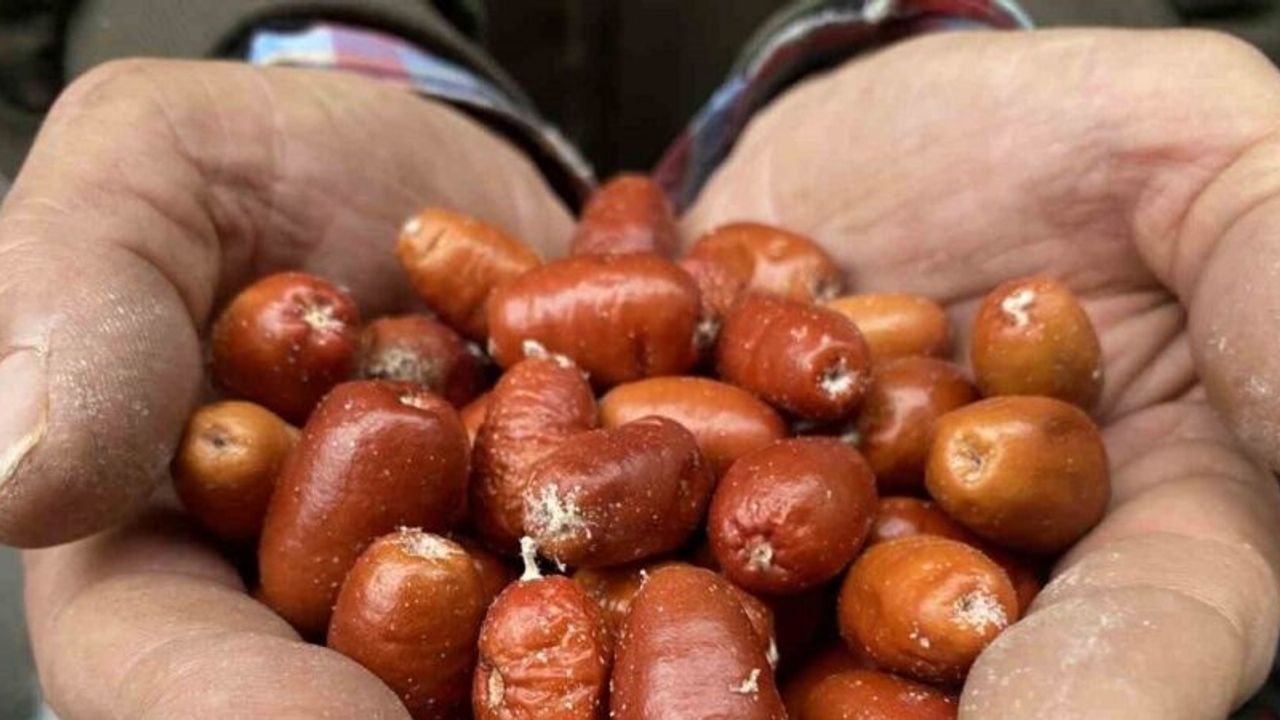 Alaşehir’de iğde ağaçlarının sayısı her geçen gün azalıyor