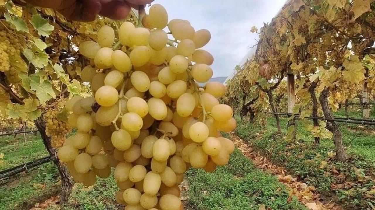 Dalında üzümler 5 aydır tazeliğini koruyor