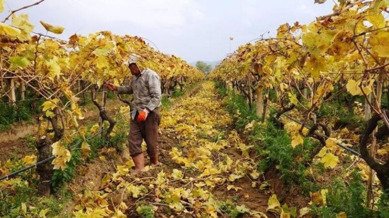 Kartpostallık görüntüler eşliğinde Sarıgöl’de budama çalışmaları sürüyor