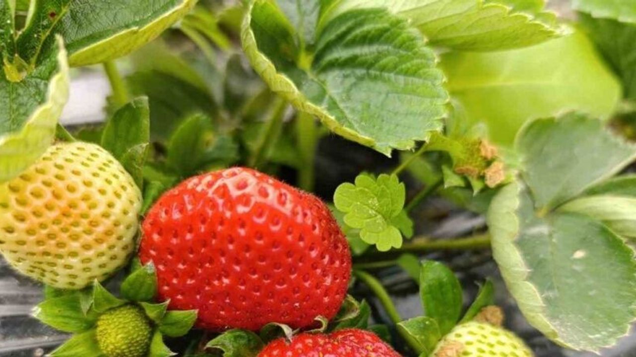 Köprübaşı’nda kış çileği 200 TL’den alıcı buluyor