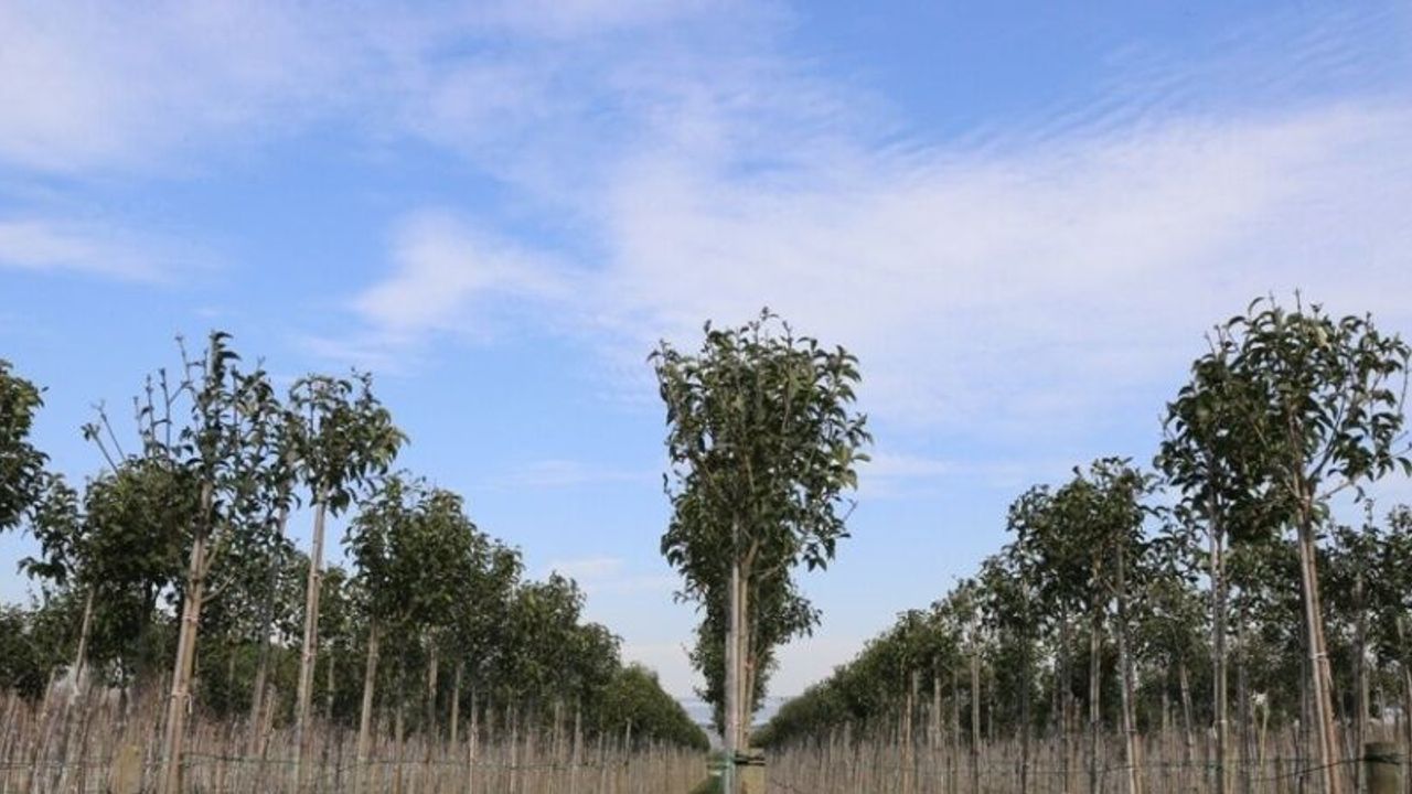 Muradiye Fidanlığı geleceğe nefes olmaya devam ediyor