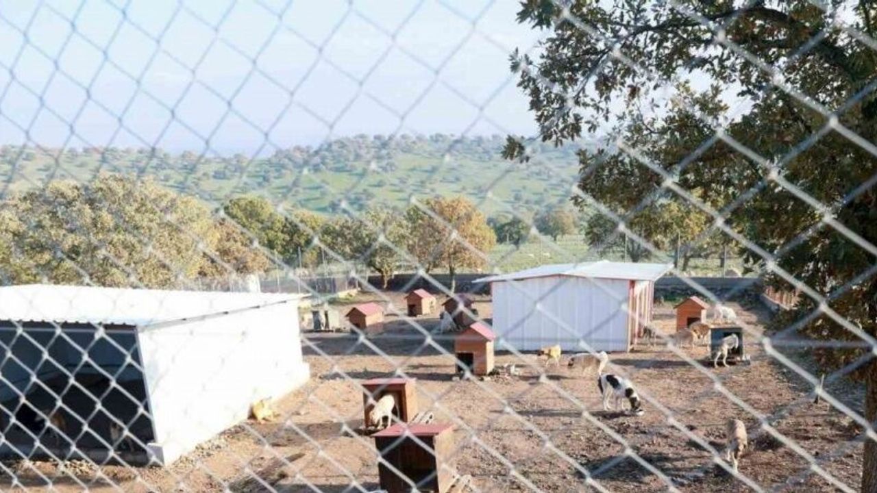 Sahiplendiği iki köpeği sokağa atan şahsa 172 bin TL ceza