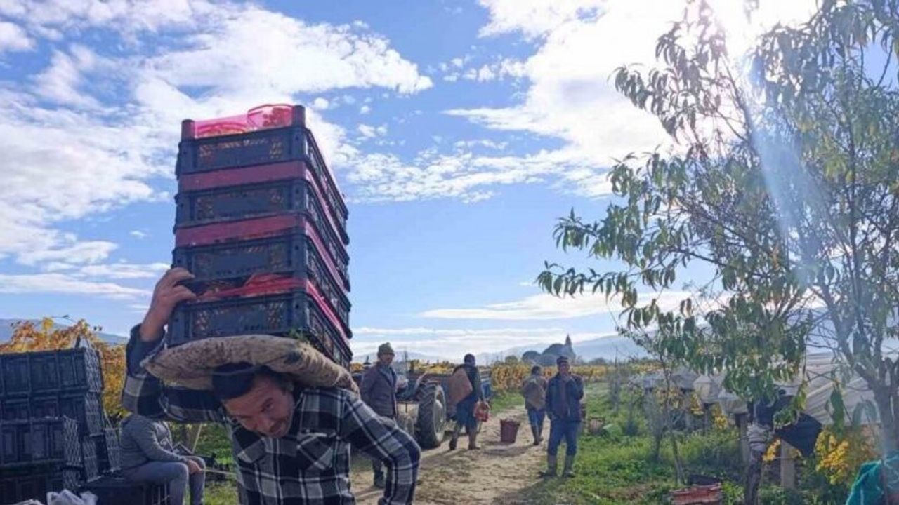 Sarıgöl’de üzüm kesimi aralık ayında da sürüyor