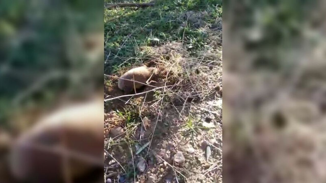 Yer altının gizemli canlısı Manisa’da ortaya çıktı