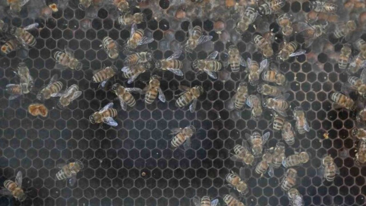 Manisa’da kırsal kalkınmaya 144 milyon TL’lik dev yatırım