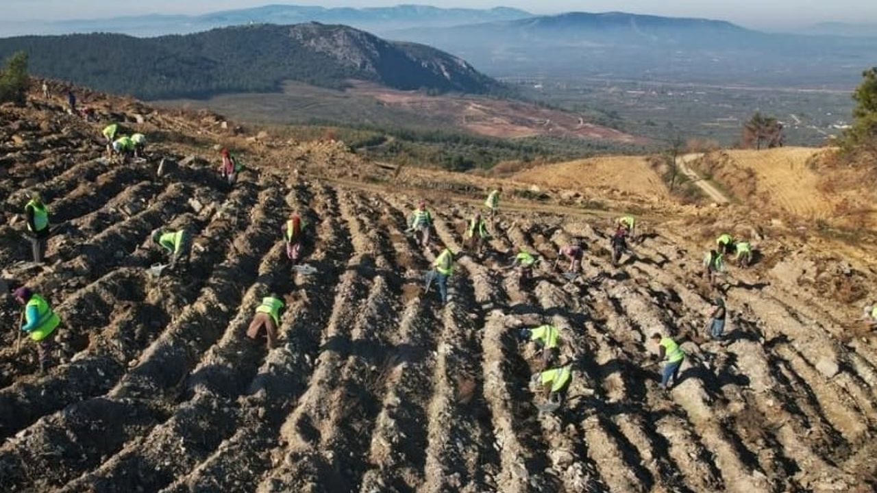 Akhisar’da yanan alanlar yeniden yeşeriyor: 2 milyon 325 bin fidan toprakla buluşacak