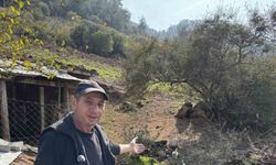 CİMER’e yapılan ’İnek ve tavuklar serbest dolaşıyor, salgın hastalık riski var’ şikayeti bölge sakinlerini şaşkına uğrattı