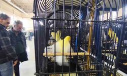 Manisa’da 3 bin kanarya yarıştı