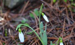 Bu çiçeği koparmanın bedeli dudak uçuklatıyor