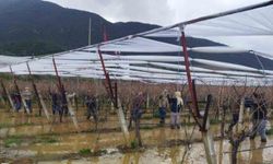 Göle dönen bağlarda budama mücadelesi