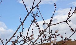 Sarıgöl’de badem ağaçları çiçek açtı