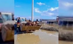 Selde mahsur kalan inekler boğulmaktan kurtarıldı