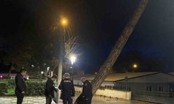 Yarım asırlık çam ağacı fırtınaya dayanamadı