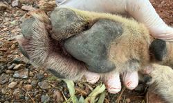 Fethiye'de aracın çarptığı kurt bilim projesine ışık tutacak