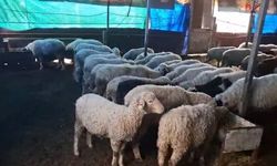 Hobi olarak 4 koyunla başlayan kardeşler 600 hayvan sayısına ulaştı