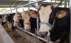 Muğla'da 11 mahalle karantinaya alındı