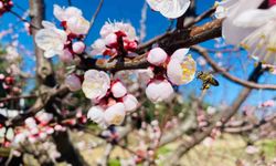 Salihli'de sert çekirdekli meyveler için 'Monilya' uyarısı