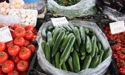 Seralar zarar gördü, Muğla'da salatalık rekor fiyata ulaştı