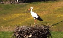 Bu da Leyleğin hırsızı