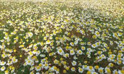 Dağlar çiçek açtı, arıcılar umutlandı