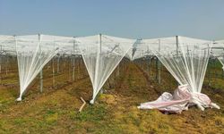 Dolu korkusuna fileli önlem