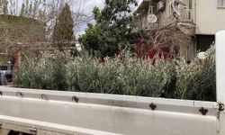 Sarıgöl'de Trilye zeytin fidanına yoğun ilgi