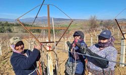 Sarıgöllü kadınlar 8 Mart'ı bağlarda çalışarak kutladı