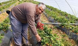 COĞRAFİ İŞARETLİ KÖPRÜBAŞI ÇİLEĞİ YÜZ GÜLDÜRÜYOR