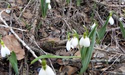 DEMİRCİ DAĞLARINDAKİ KARDELENLERİ KOPARMANIN CEZASI 699 BİN TL