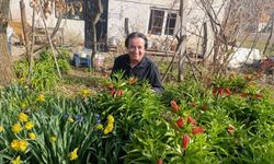 KÜTAHYA SİMAV’DA 20 GÜNLÜK TERS LALE GÖRSEL ŞÖLENİ BAŞLADI