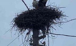2 aşık leylek geleneği bozmadı