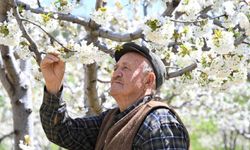 Demirci'de 800 bin kiraz ağacı çiçek açtı